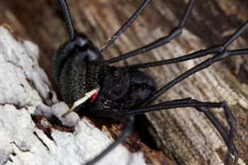 Media type: image; Invertebrate Zoology 29275